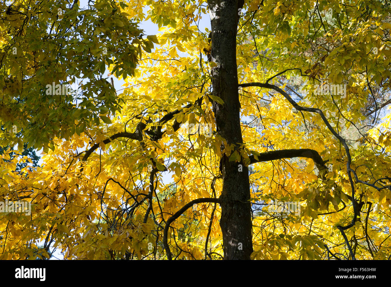 Carya Ovata. Shagbark Hickory-Baum im Herbst Stockfoto