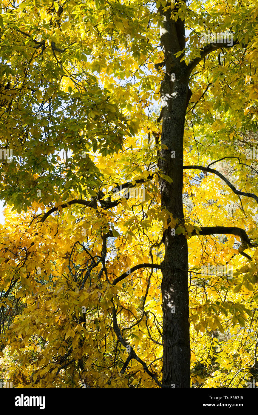 Carya Ovata. Shagbark Hickory-Baum im Herbst Stockfoto