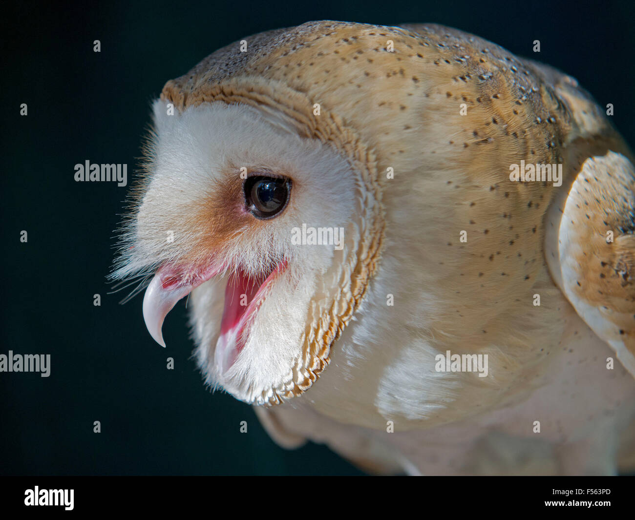 Schleiereule, Tyto Alba, Schleiereule, Käuzchen, Tytonidae Stockfoto