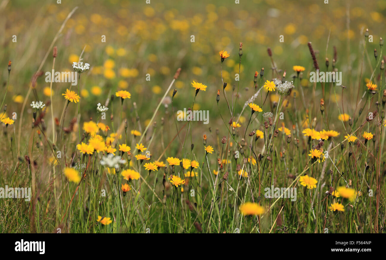 Wildblumen Wiese am gemeinsamen Brancaster Barrow. Stockfoto