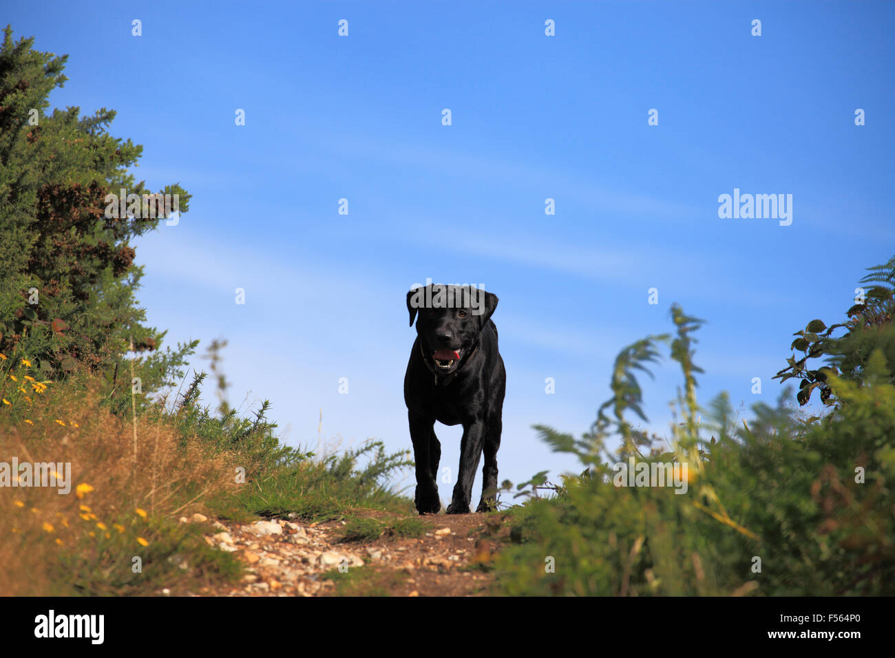 Schwarze Labrador Hund auf einem Hügel. Stockfoto