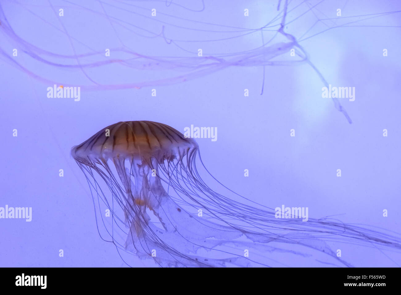 Quallen Schwimmen im Ozean Stockfoto