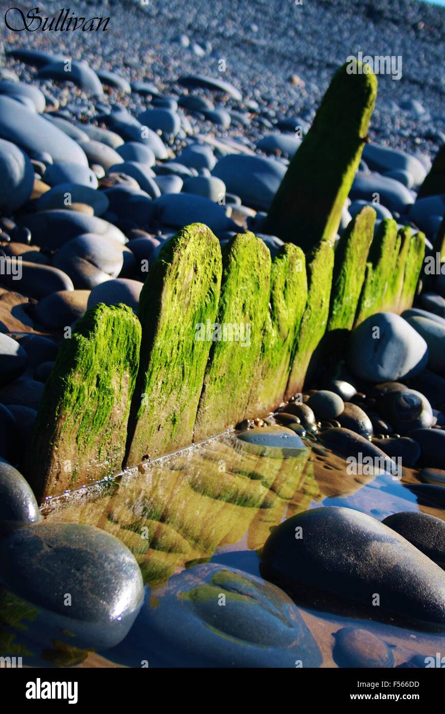 Westwood ho! Strand. Küstenfelsen. Moosigen Holz, felsigen Strand, Kiesstrand Stockfoto