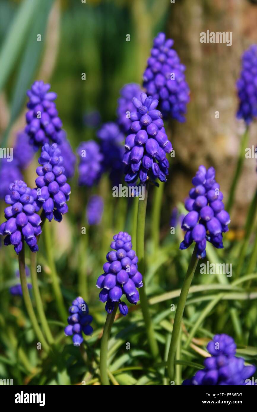 Grape Hyacinth, blue Bell, Glockenblume Blüte, Frühling flowera Stockfoto