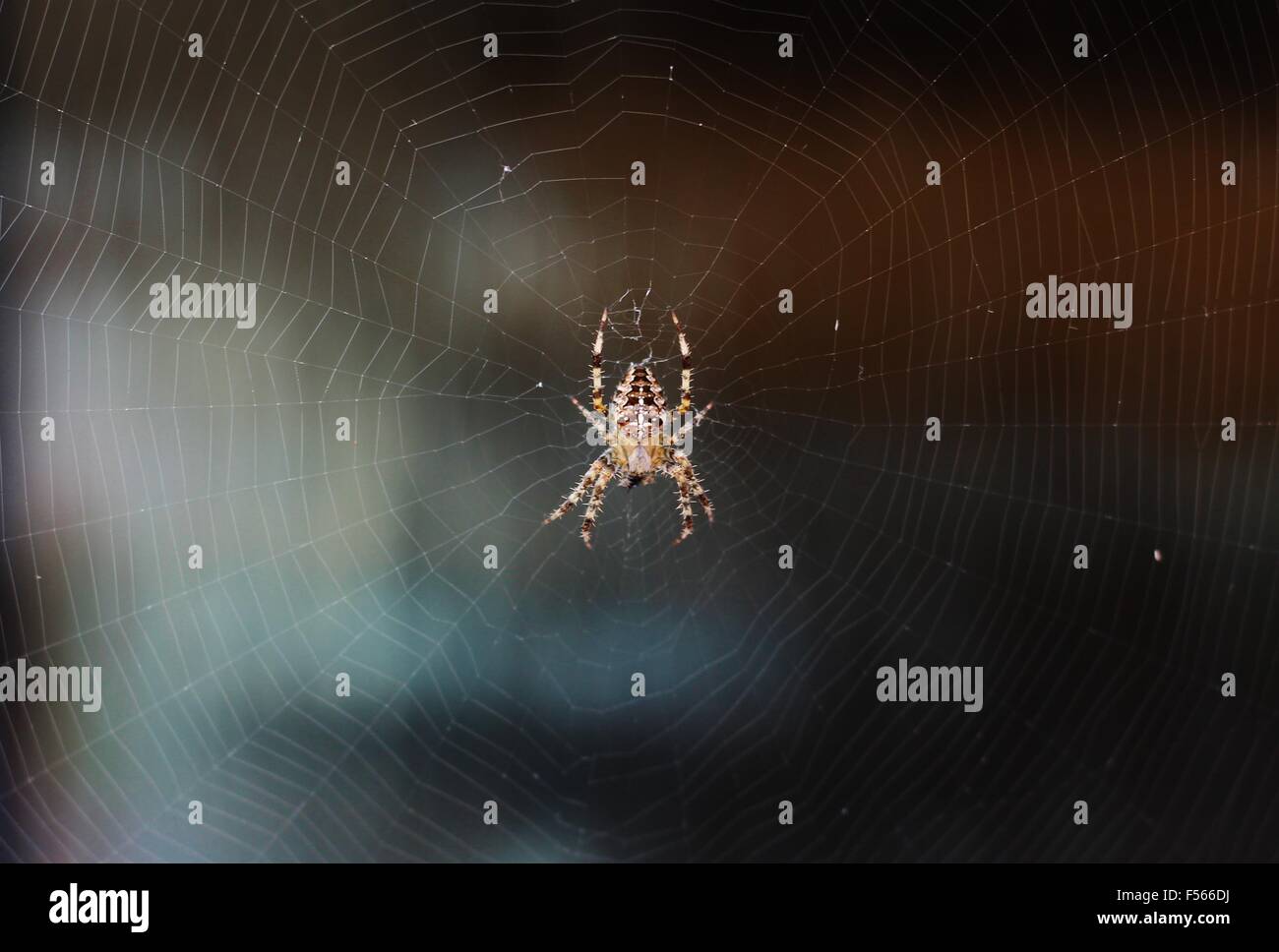 UK-Spinne, Kreuzspinne in einem Netz Stockfoto