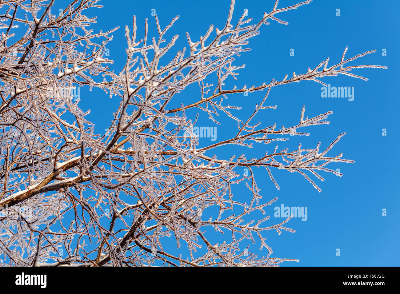 Gefrorenen Äste eines Baumes nach eisigen regen Stockfoto