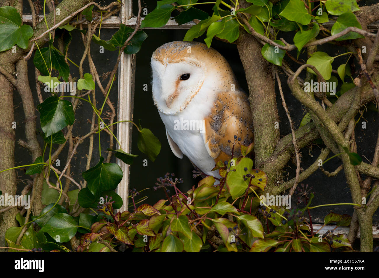 Schleiereule; Tyto Alba Single in Efeu bedeckt Fenster Cornwall; UK Stockfoto