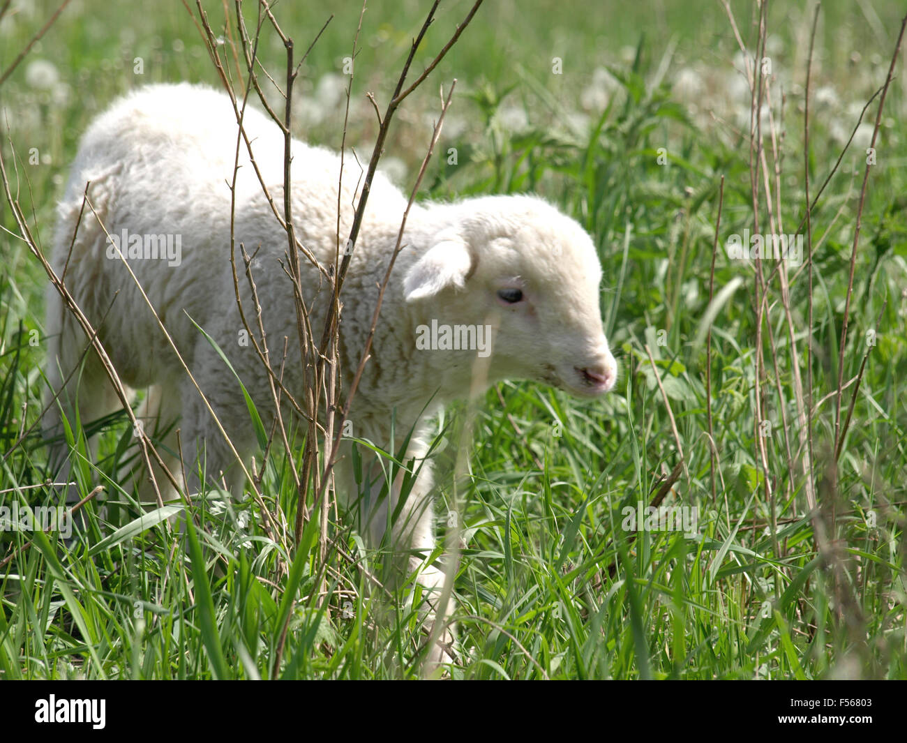 nur kleines Lamm auf der Wiese Stockfoto