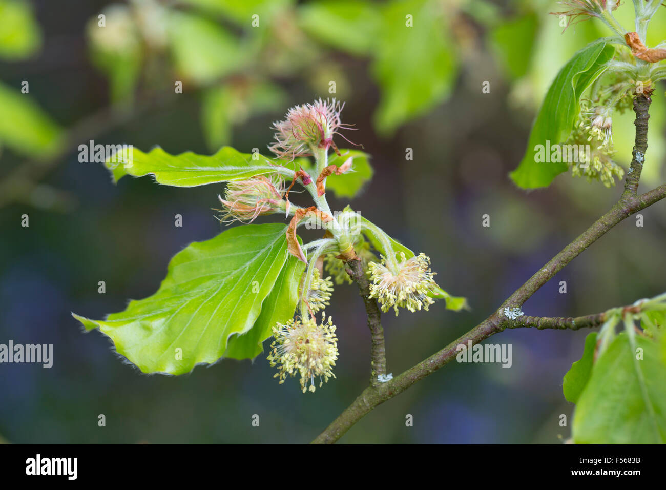 Buche Baum Blumen; Fagus Sylvatica Cornwall; UK Stockfoto