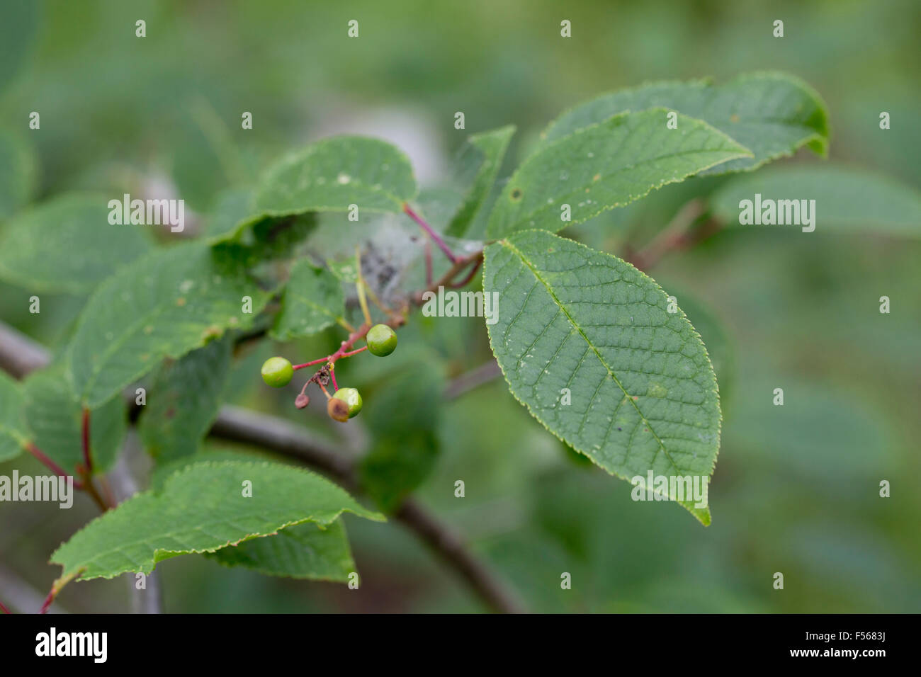 Bird Cherry Baum; Prunus Padus; Beeren; Sommer; UK Stockfoto