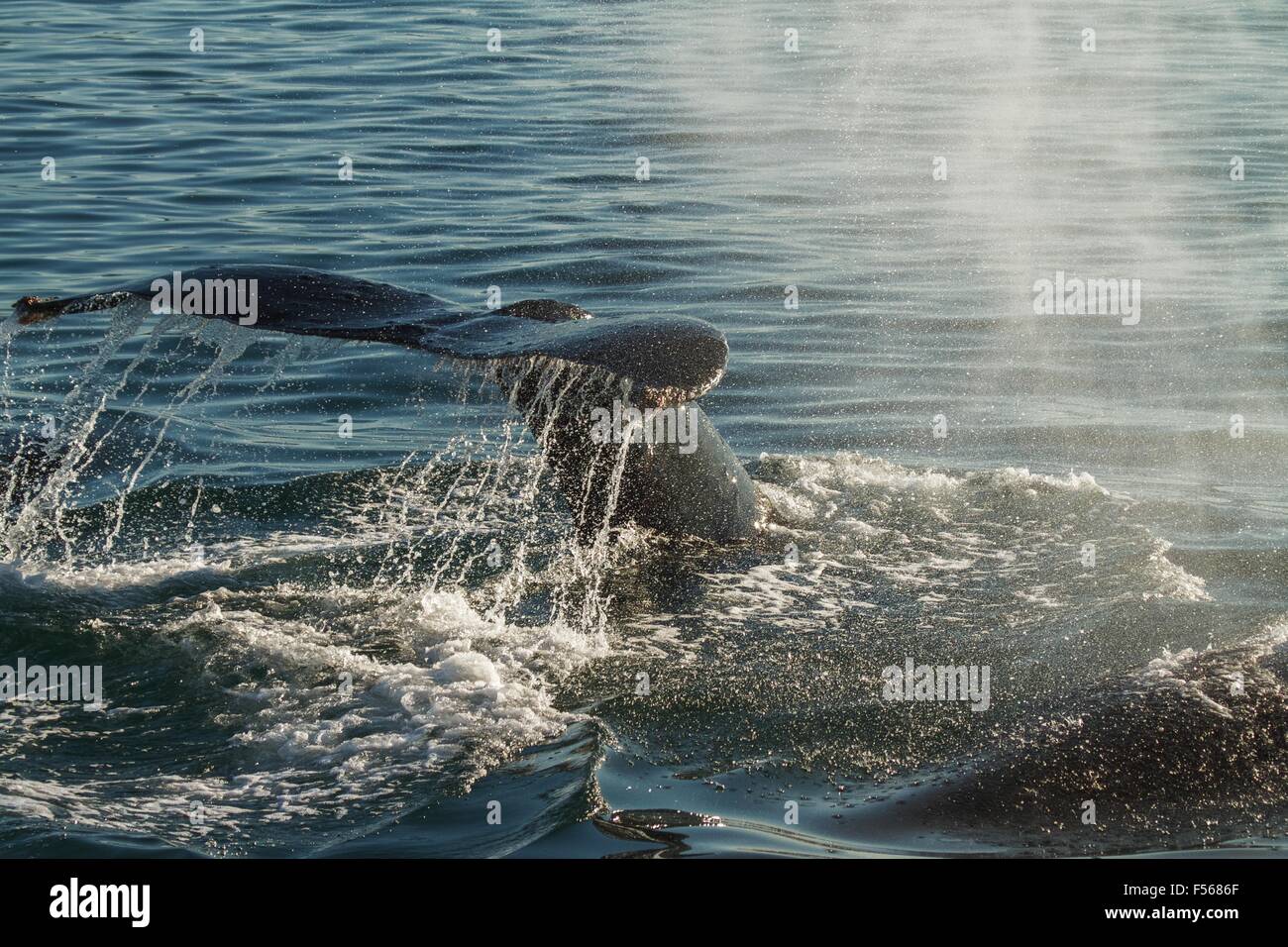 Das Ende eines Buckelwal Tauchen. Hintergrundbeleuchtung Betonung der tanken und Wassertropfen Stockfoto