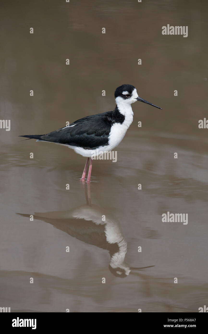 Schwarz geflügelte Stelzenläufer; Himantopus Himantopus Single im Wasser; Devon; UK Stockfoto