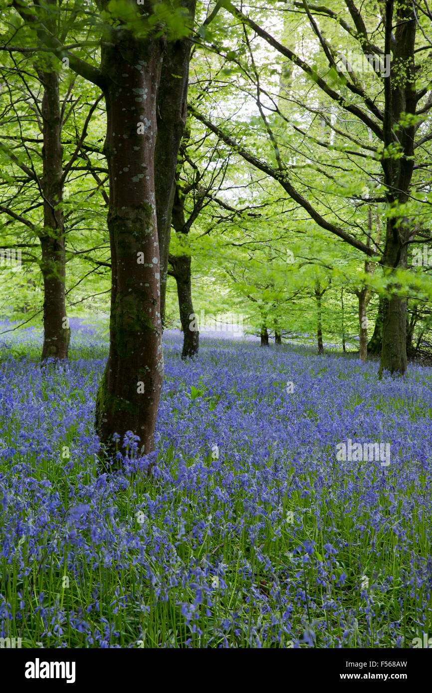 Glockenblumen; Hyacinthoides non-Scripta Lanhydrock Wald; Cornwall; UK Stockfoto