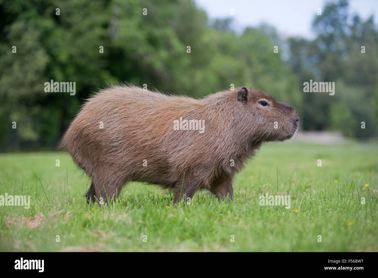 Capybara; Hydrochoerus Hydrochaeris einzelne Gefangene UK Stockfoto