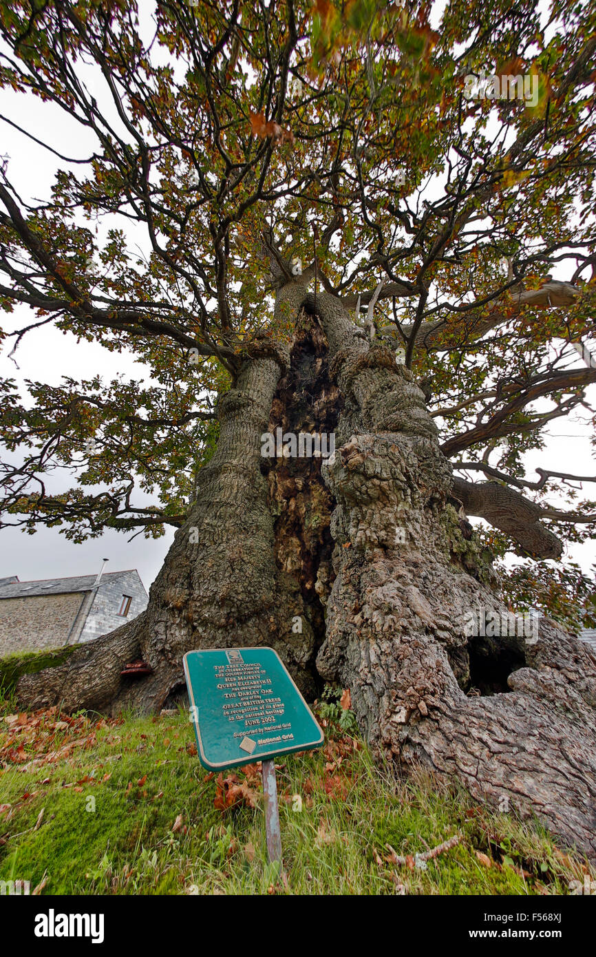 Darley Eiche; Quercus Robur Bodmin Moor; Cornwall; UK Stockfoto