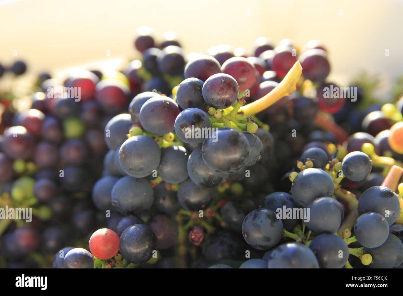 Englischer Wein Rebe rote Trauben für die Weinherstellung von geerntet in Beverley, East Yorkshire, England in transluzenten Br gezeigt Stockfoto