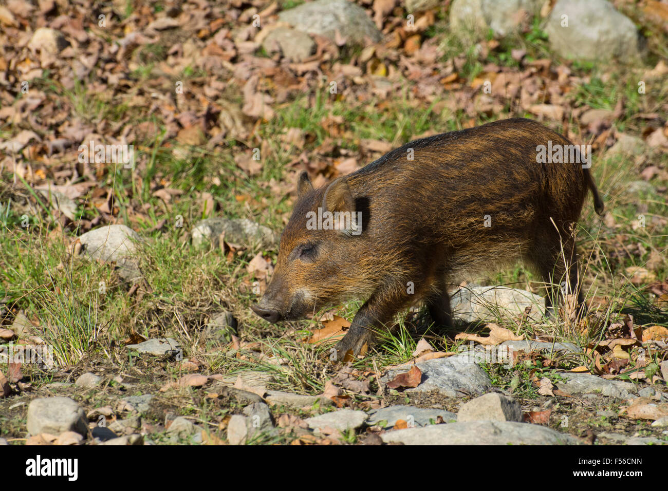 Ein Ferkel im Herbst Stockfoto