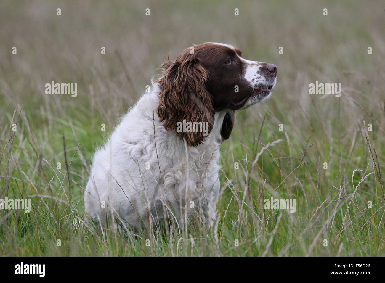 Hundesitting in langen Rasen, wenig Knurren Stockfoto