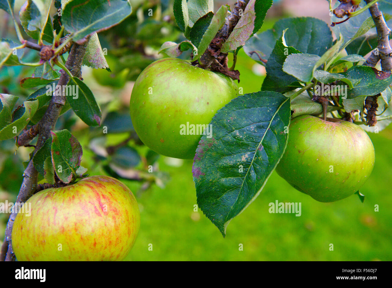 Reife Äpfel wachsen auf alten Apfelbaum im heimischen Garten kochen Stockfoto