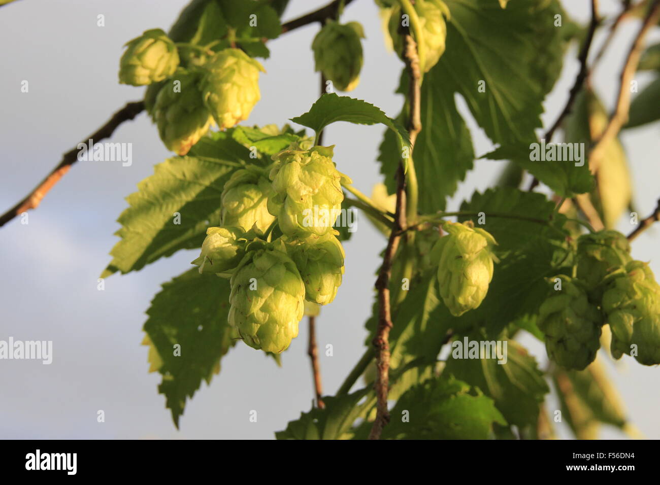 Fuggles Hopfen - Bier machen in Yorkshire, England in angebaut. Bine Cliimbing durch einen Pflaumenbaum und Blumen zeigt. Stockfoto