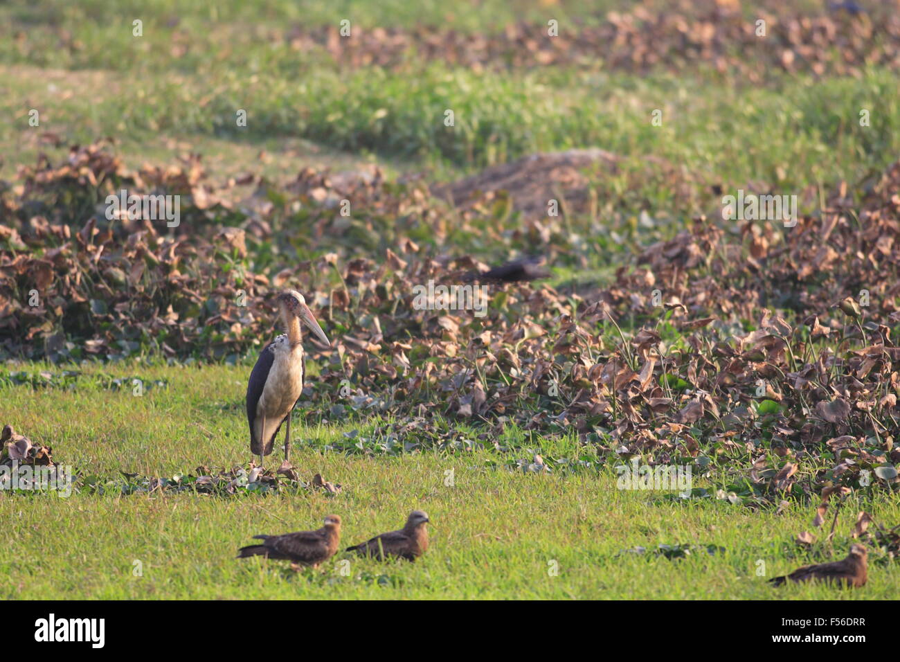 Geringerem Adjutant Stork (Leptoptilos Javanicus) in Indien Stockfoto