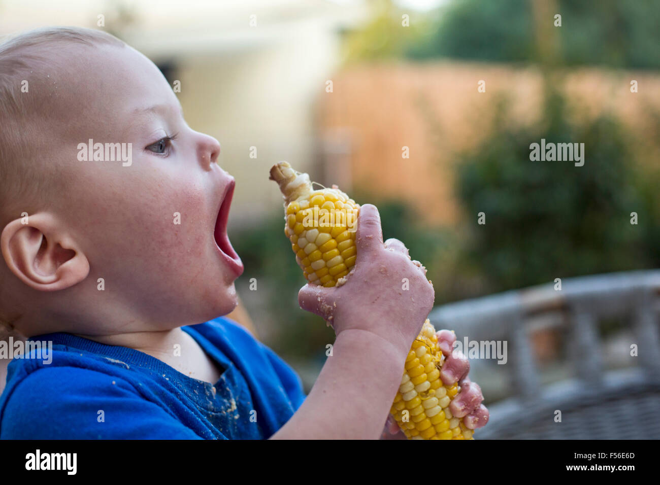 Wheat Ridge, Colorado - Adam Hjermstad Jr., 15 Monate alt, lernt, Mais Maiskolben essen. Stockfoto