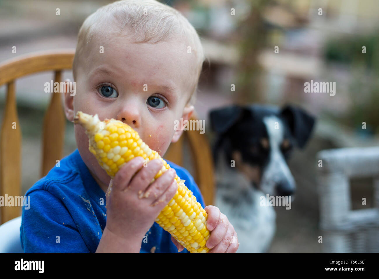 Wheat Ridge, Colorado - Adam Hjermstad Jr., 15 Monate alt, lernt, Mais Maiskolben essen. Stockfoto