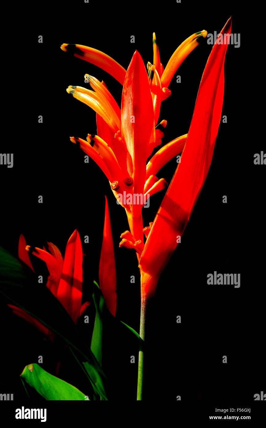 tropische Pflanze eine Heliconia auf schwarzem Hintergrund Stockfoto