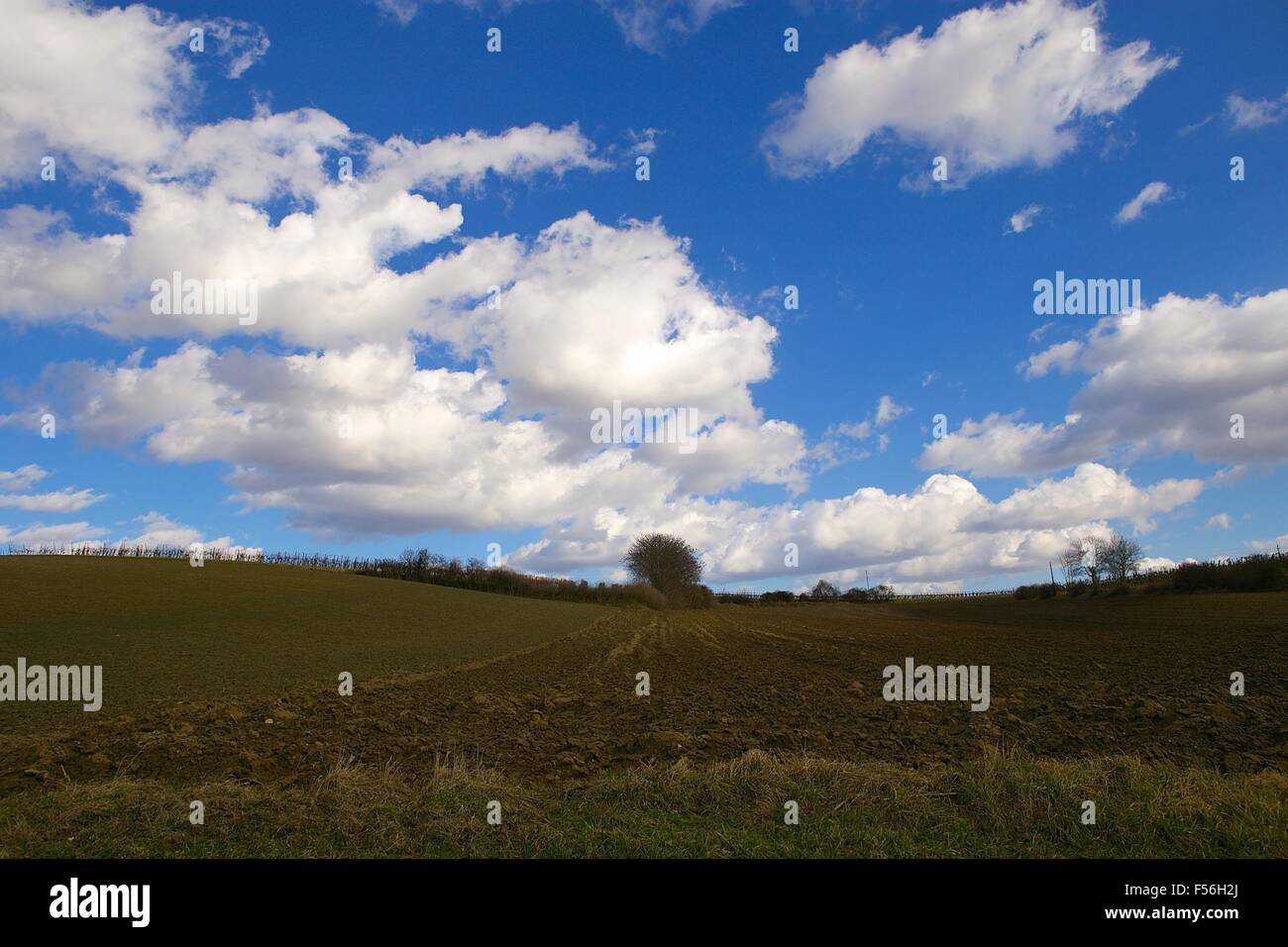 Typisch österreichische Landschaft geprägt von Weinbergen, nördlichen Niederösterreich, an einem schönen Frühlingstag. Stockfoto