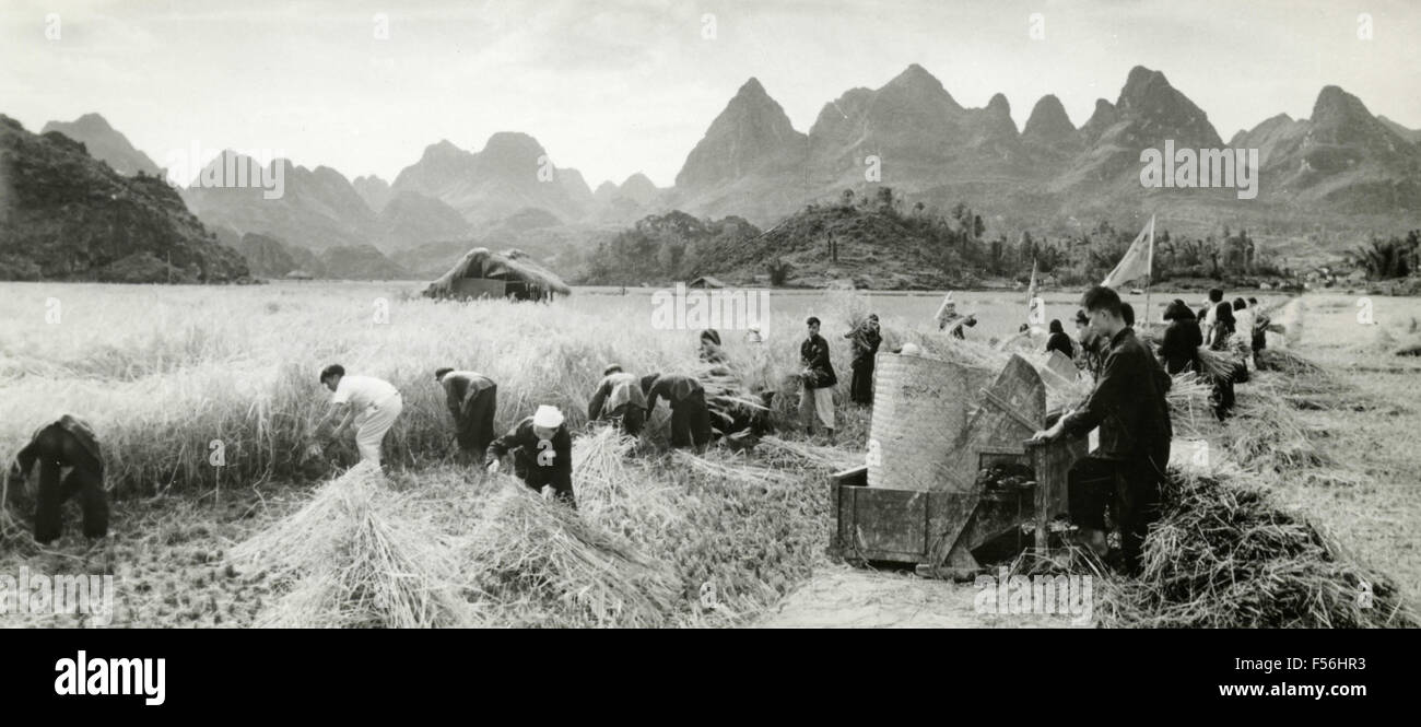 Sammlung von semi-Reis, Huankiang, Kwangsi, China Stockfoto