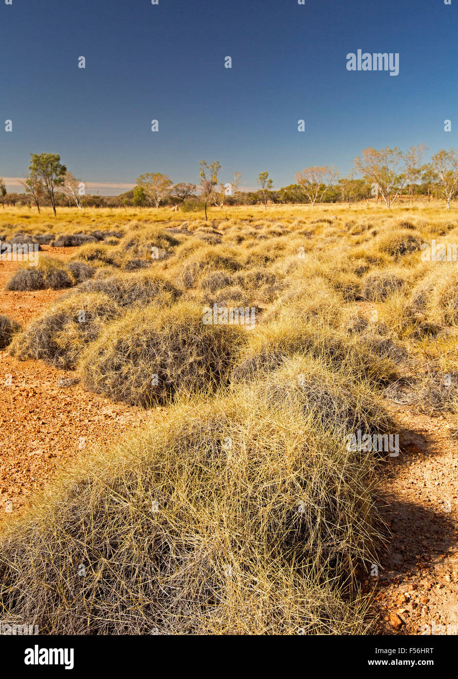 Farbenfrohe australische Outback-Landschaft mit goldenen Spinifex Grass weitläufige über Ebenen bis hin zu fernen Wäldern unter blauem Himmel, Stockfoto
