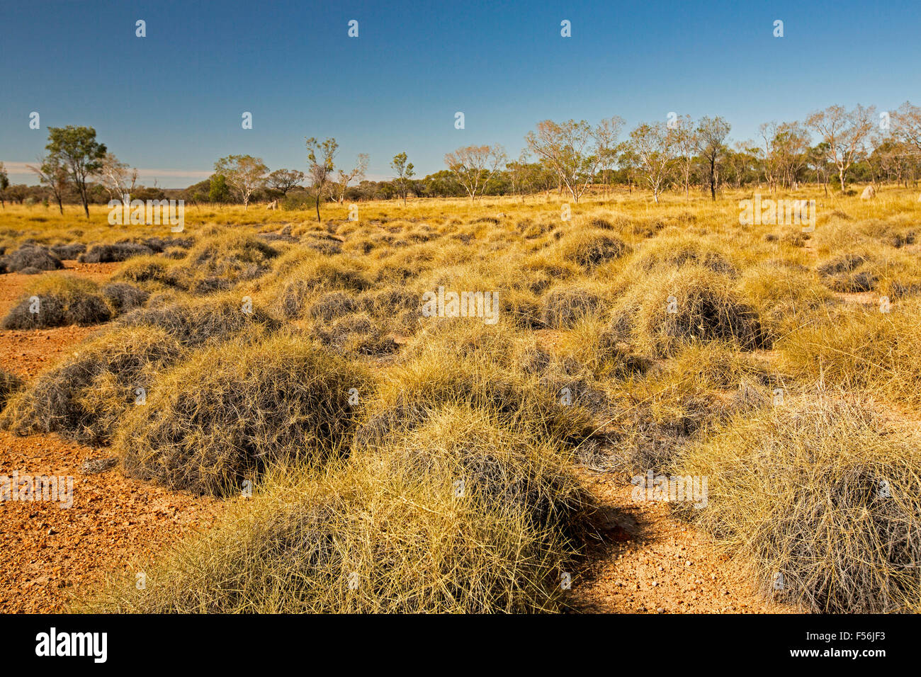 Farbenfrohe australische Outback-Landschaft mit goldenen Spinifex Grass weitläufige über Ebenen bis hin zu fernen Wäldern unter blauem Himmel, Stockfoto