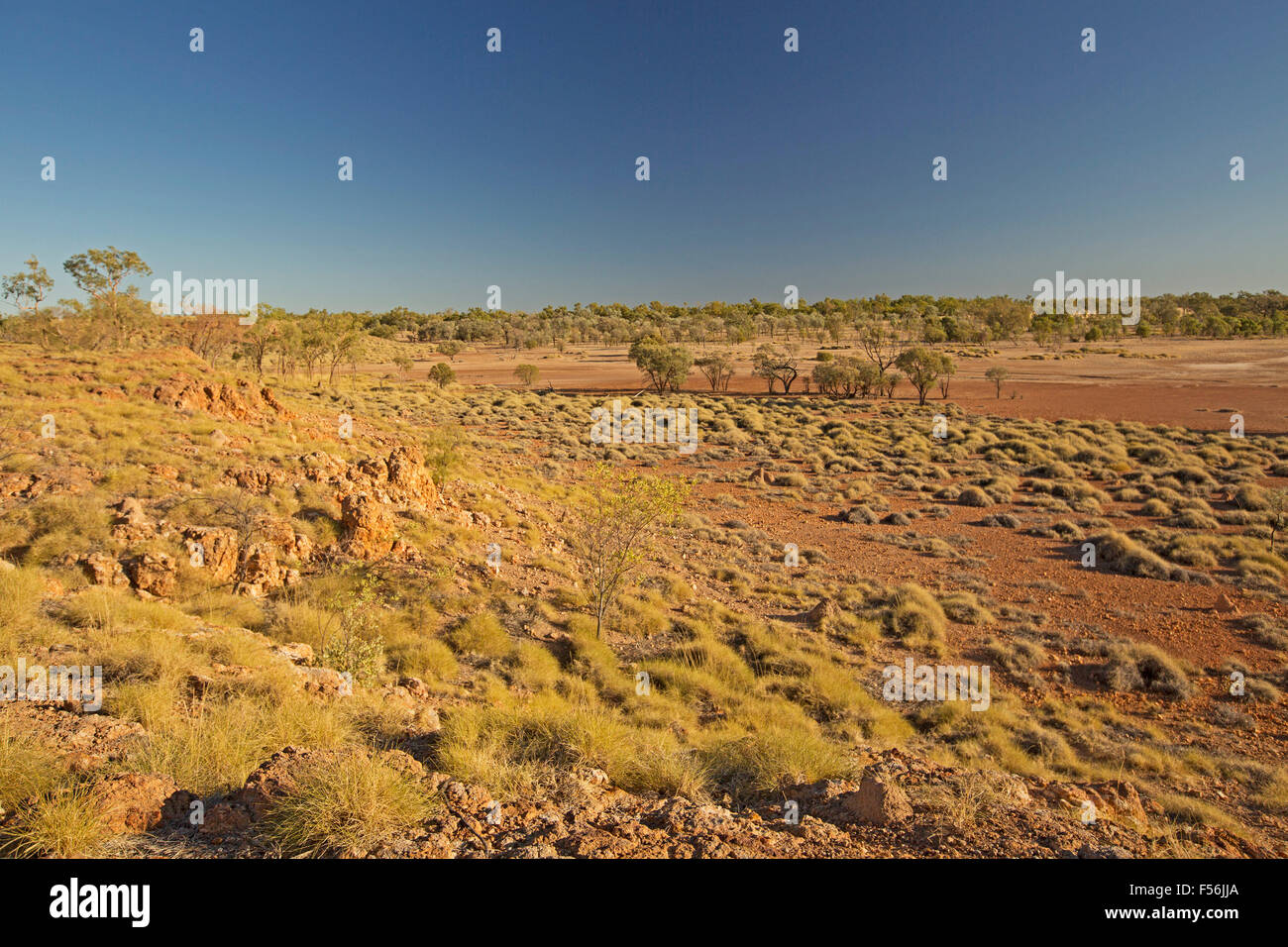 Farbenfrohe australische Outback-Landschaft von golden Spinifex Grass weitläufige über riesige rote Ebenen unter blauem Himmel dominiert, Stockfoto