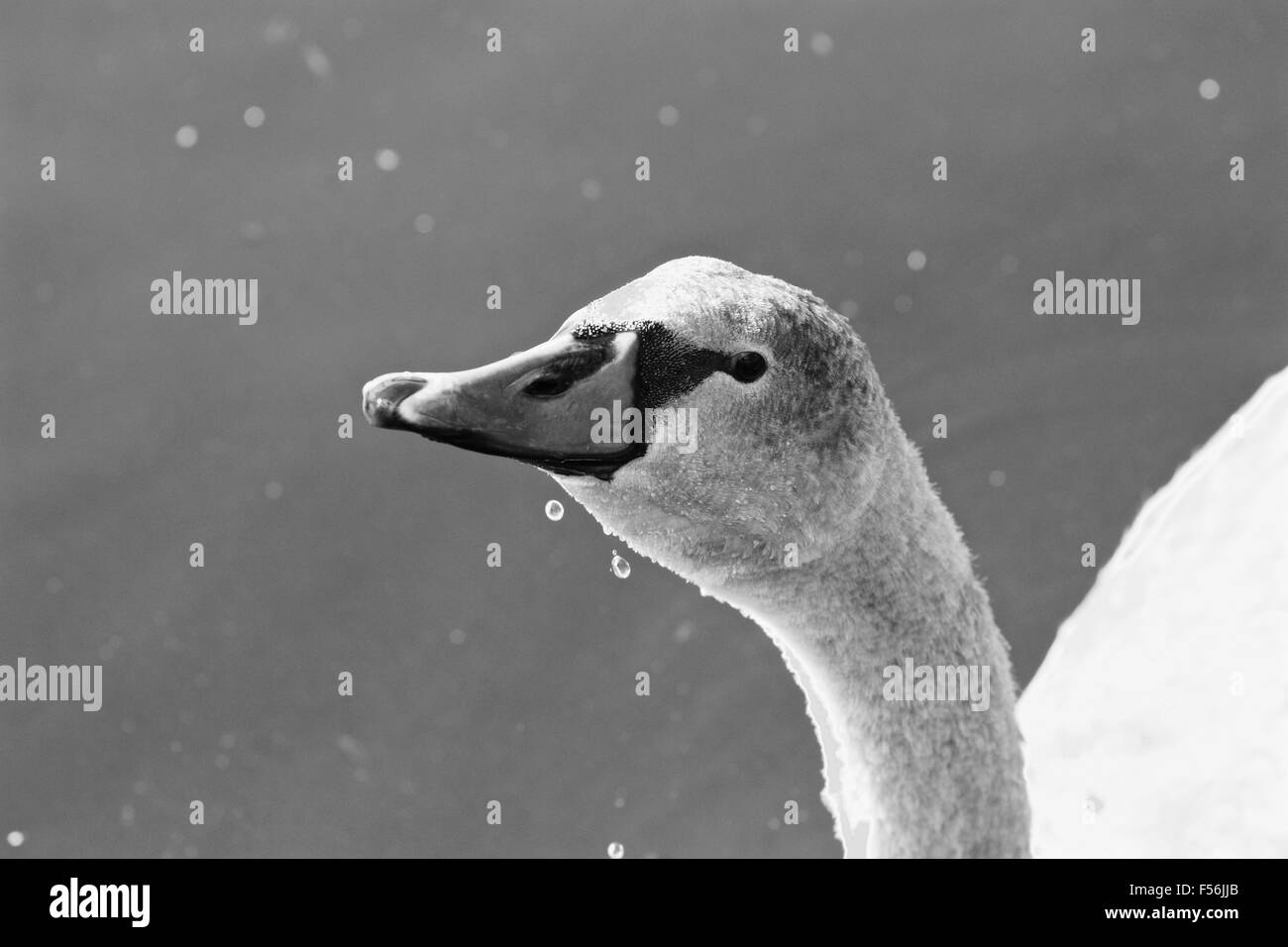 Die Nahaufnahme von einem Schwan-Trinkwasser aus dem See Stockfoto