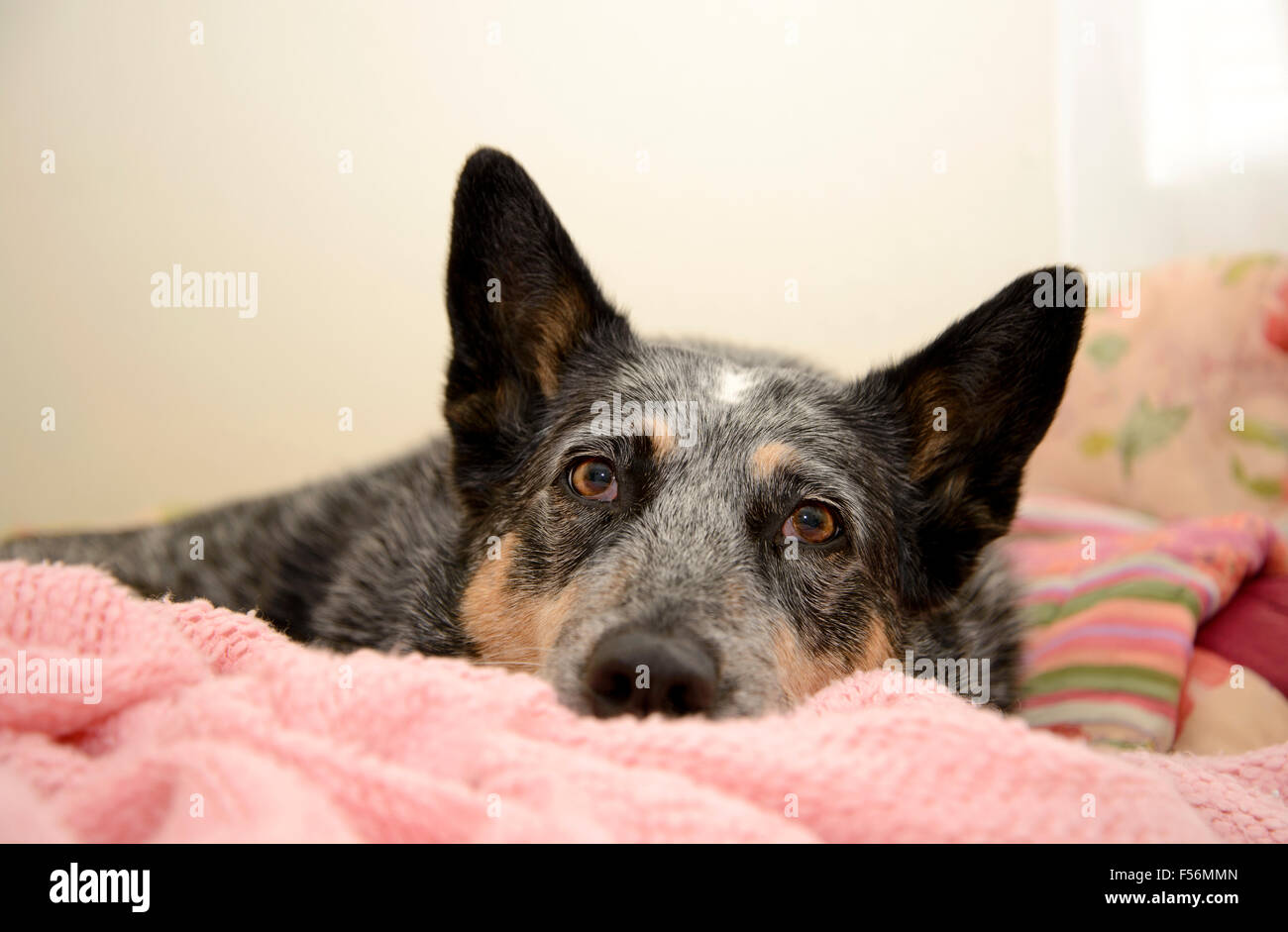 Ein Blue Heeler oder Australian Cattle Dog beauftragt Valley-Fieber, Kokzidioidomykose, in Tucson, Arizona, USA. Stockfoto