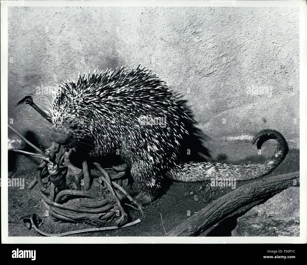 1972 - Bright-Eyed und buschigen Tailed, Erhebungen dieser prehensile-tailed Stachelschwein sein neue Zuhause in San Diego Wild Animal Park. Fünf der Tiere ging im tropischen Amerika Atrium bei 1800 Hektar große Naturschutzgebiet auszustellen. Prehensile-angebundene Stachelschweine sind in der verworrenen Vegetation der Wald Baumkronen in ganz Mittel- und Südamerika gefunden. Die Schwänzen, die eine Länge von 12 bis 18 Zoll (33-45 cm) erreichen können, haben eine schwielige, haarlose Pad nahe der Spitze ermöglicht es ihnen zu begreifen und das Gleichgewicht auf Zweigen. © Keystone Bilder USA/ZUMAPRESS.com/Alamy Live-Nachrichten Stockfoto