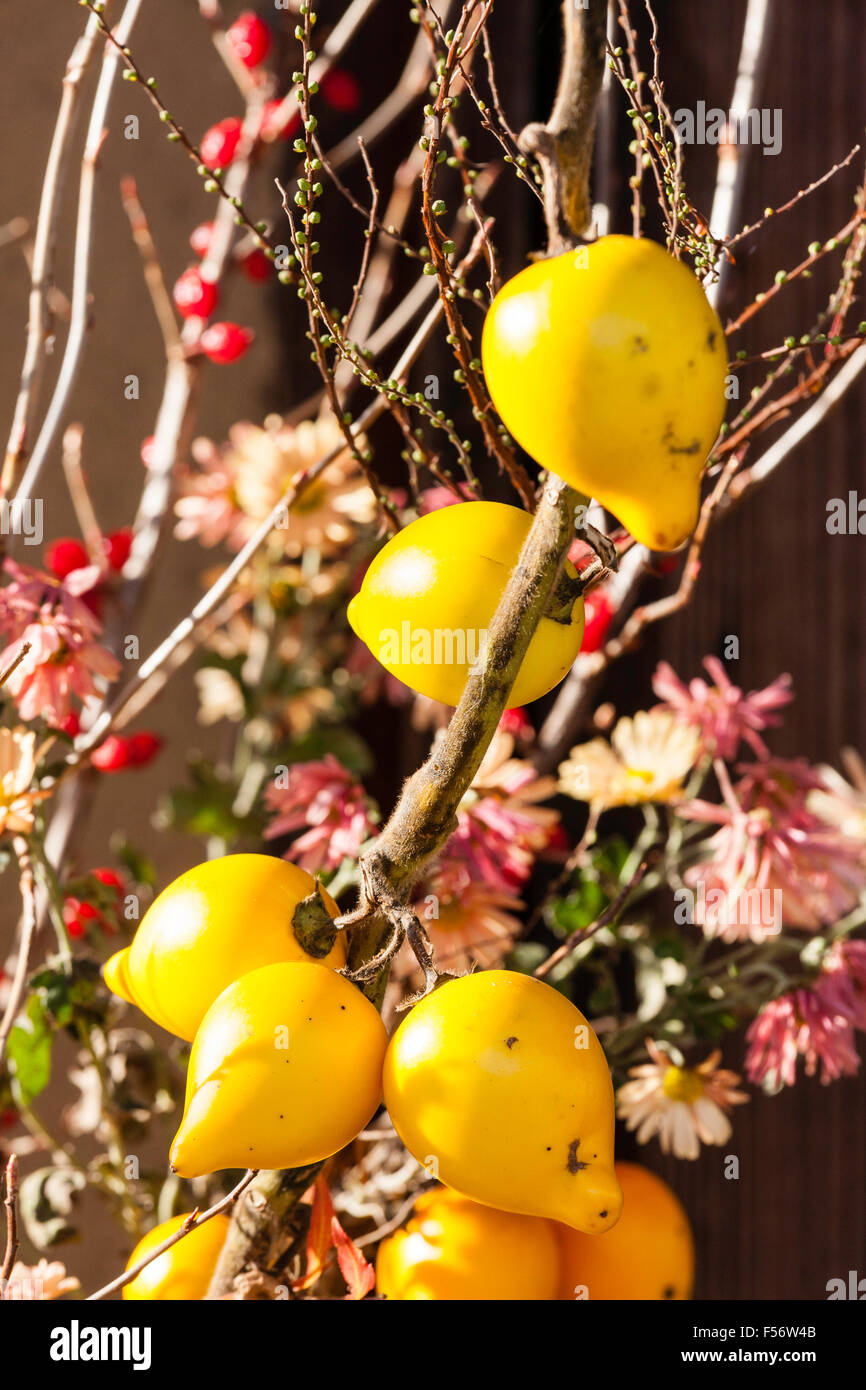 Japan, shimotakai Schloss, Genkyu-en, einen japanischen Garten. In der Nähe von Mini Zitronen auf Zweigniederlassungen von kleinen Baum mit rötlichen Blätter, Herbst, sonnendurchfluteten. Stockfoto