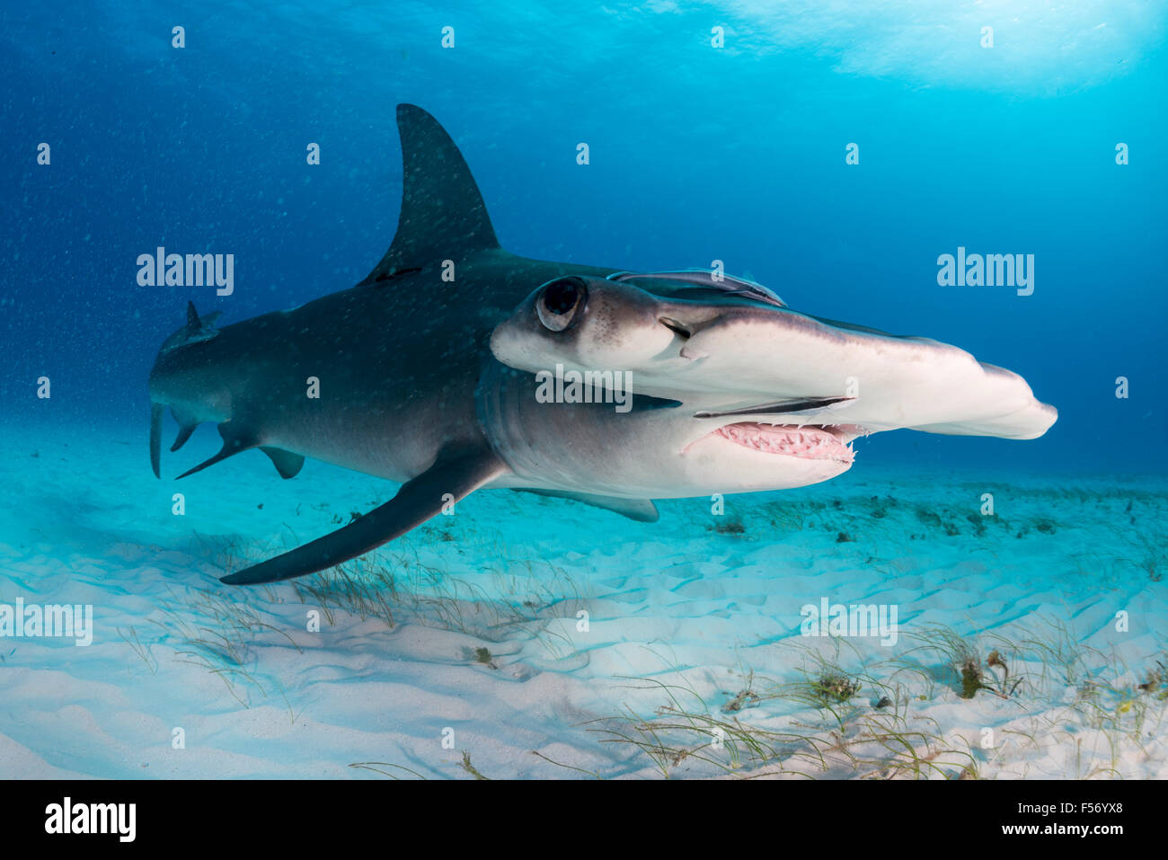 Großer Hammerhai, Sphyrna Mokarran, Bimini, Bahamas, Karibik, Atlantik Stockfoto