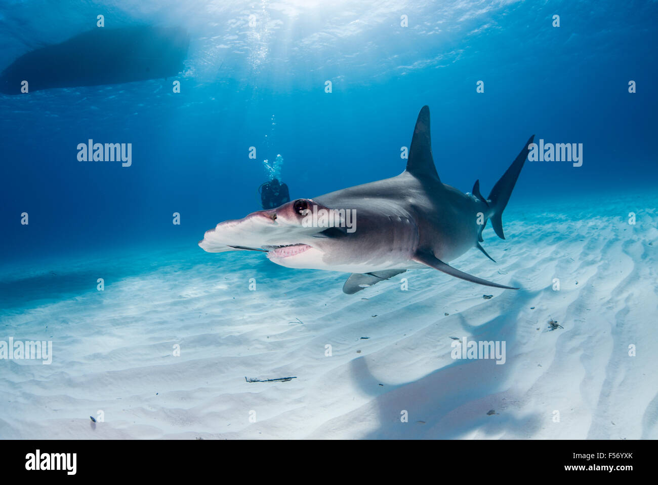 Großer Hammerhai, Sphyrna Mokarran, Bimini, Bahamas, Karibik, Atlantik Stockfoto