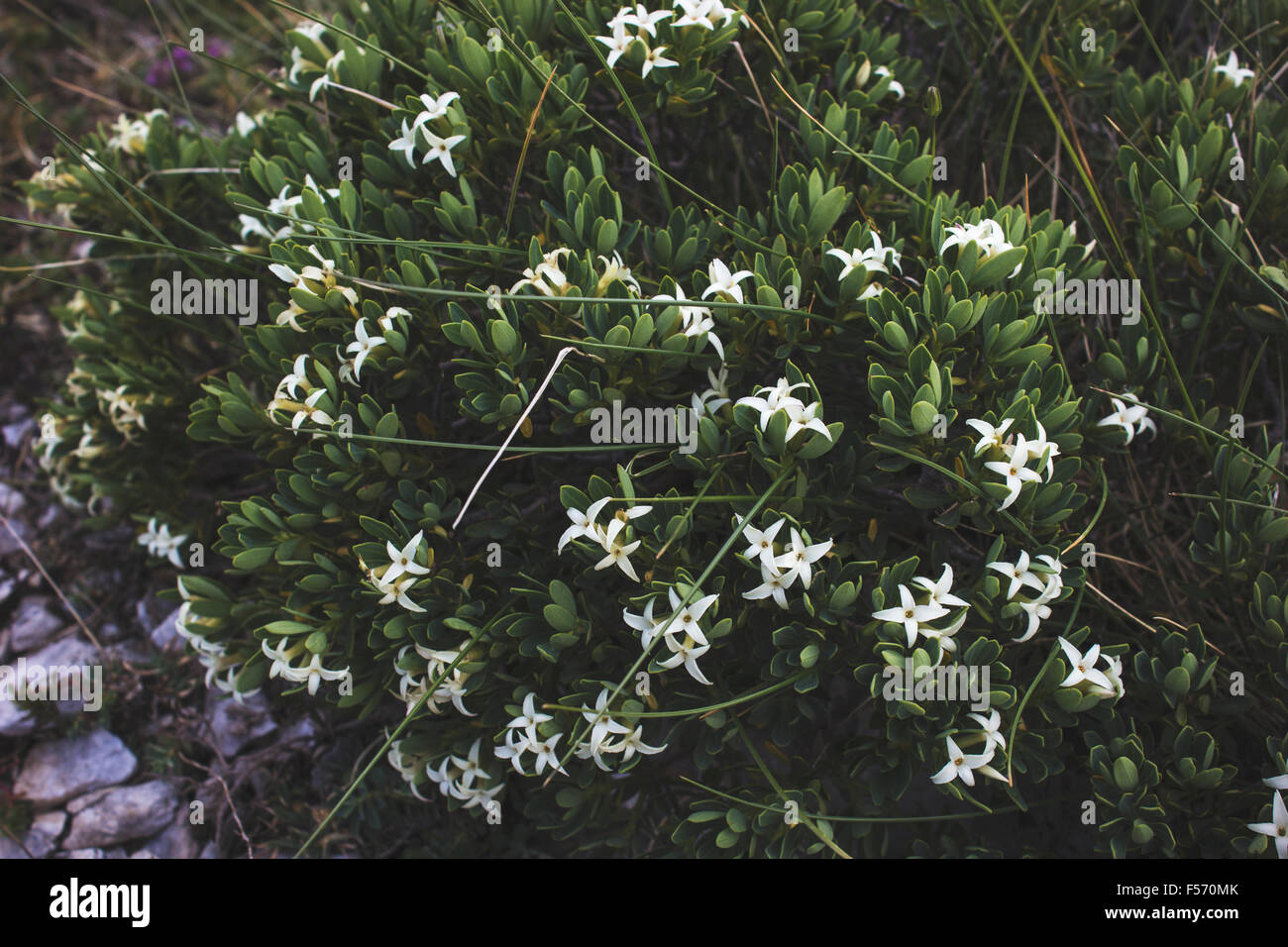 Blume mount Olympos Griechenland Stockfoto