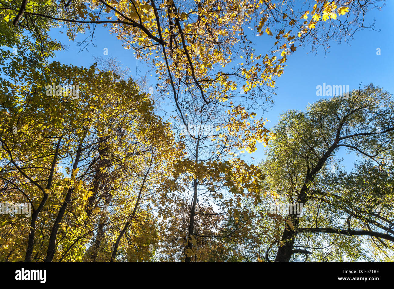 Herbst Baum gegen Himmel Stockfoto