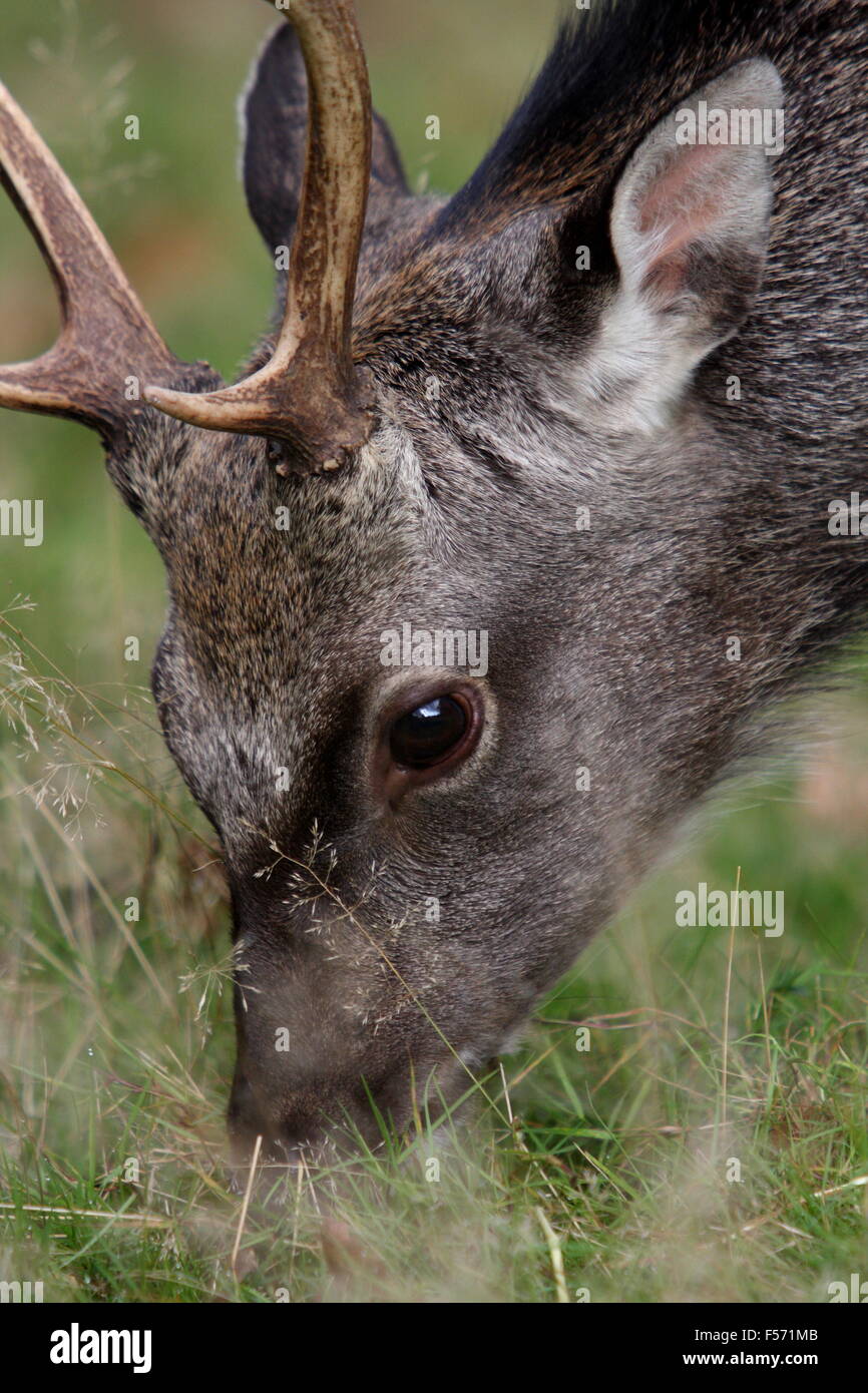 Sika Rotwild (Cervus Nippon) Weiden an Knole Park, Kent Stockfoto