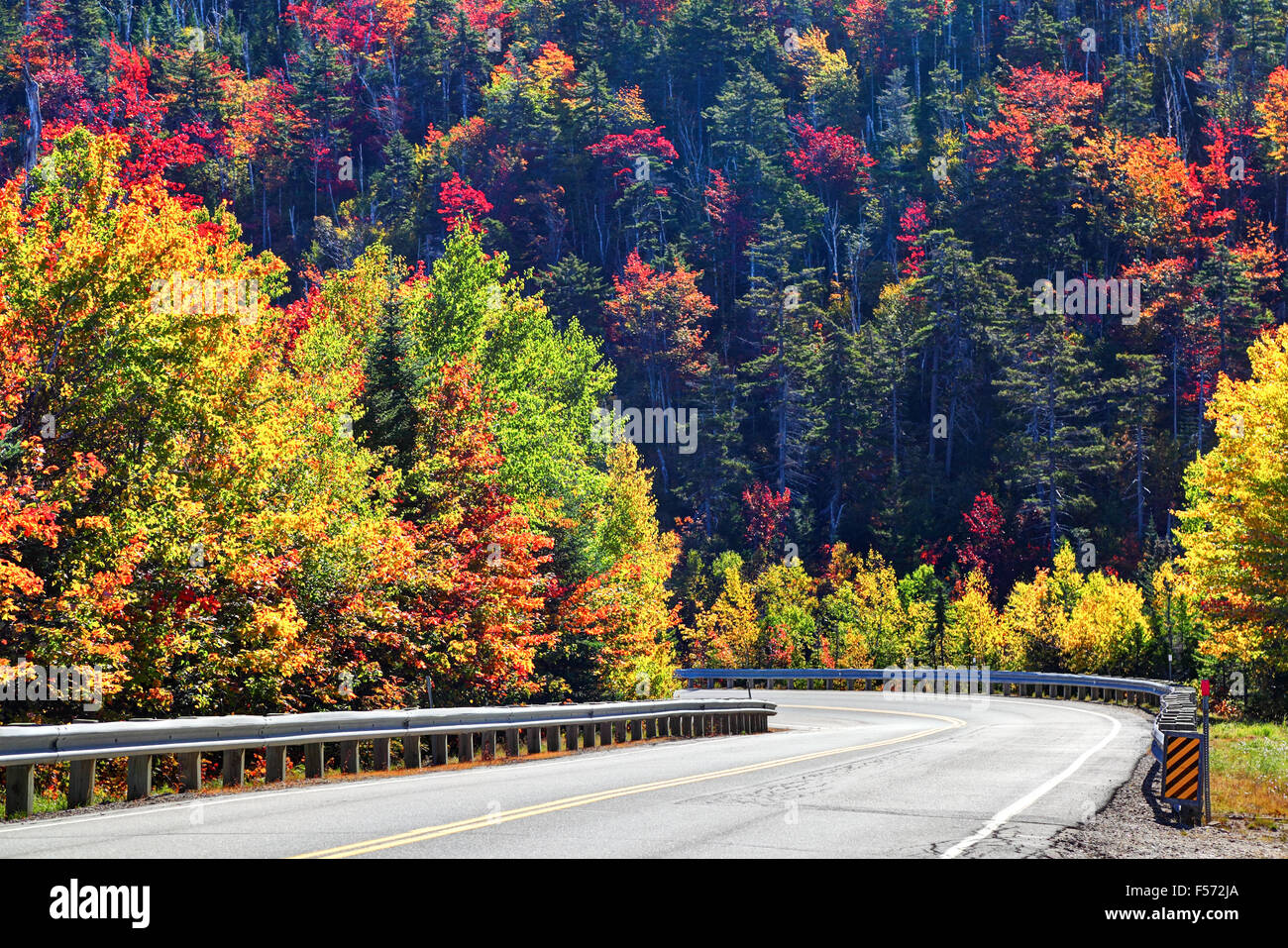 Der Wald in den Farben des Herbstes Stockfoto