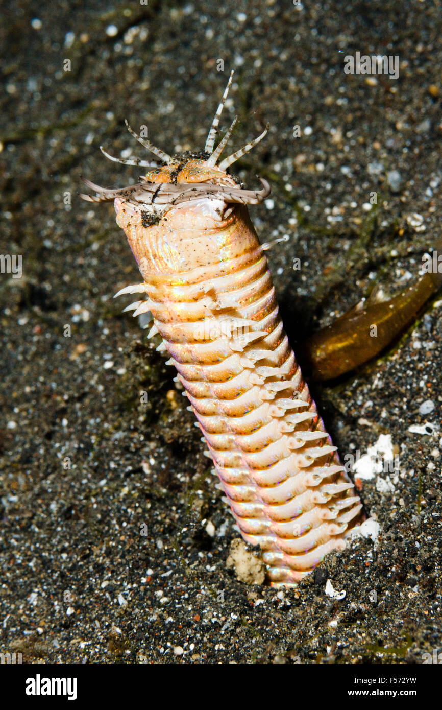 Eunice aphroditois Fotos und Bildmaterial in hoher Auflösung Alamy