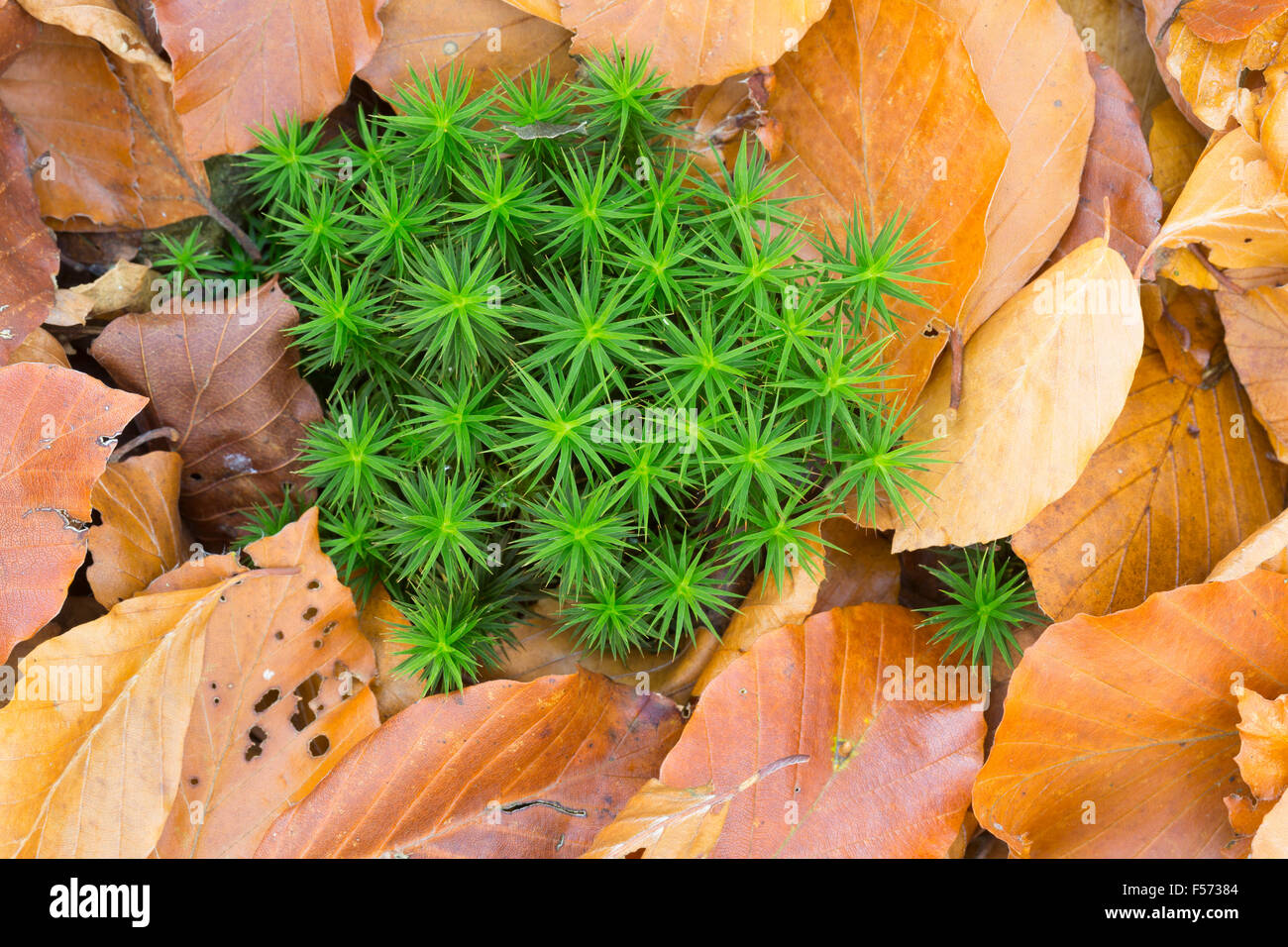 Gemeinsamen Haircap Moss, Polytrichum Commune und Buche Blätter im Herbst. Stockfoto