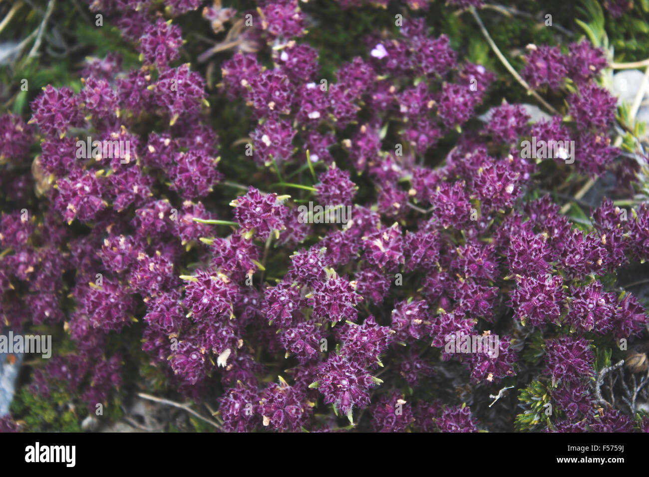 Blume mount Olympos Griechenland Stockfoto