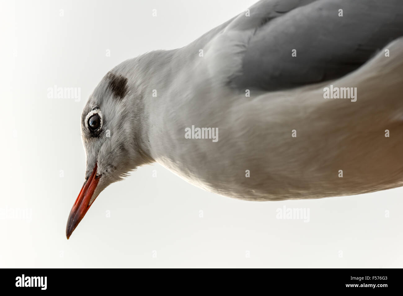 Eine schwarze Headed Gull - Chroicocephalus Ridibundus, Stockfoto