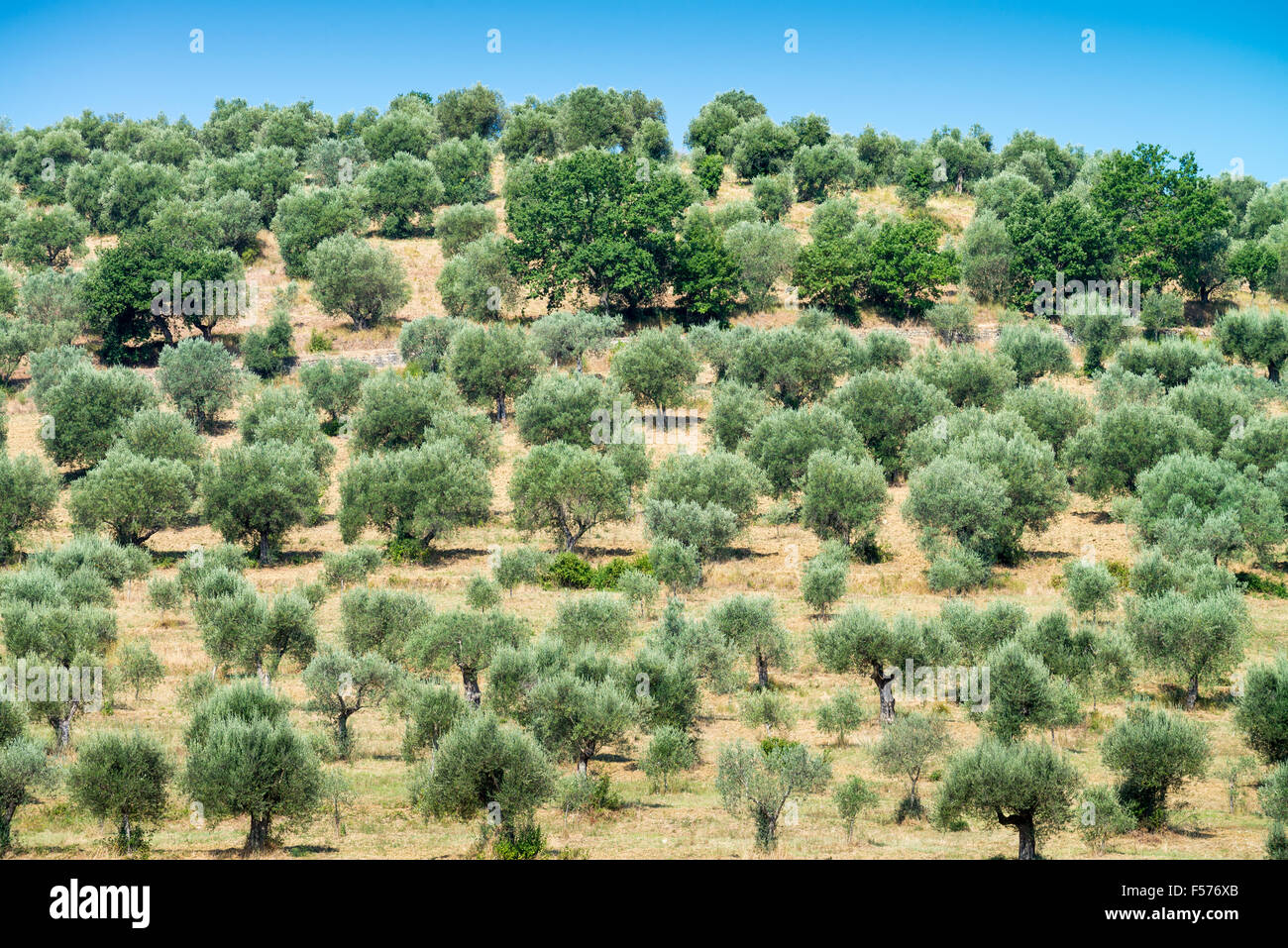 Olivenbaum, Uccellina Park, Maremma, Toskana, Urbino, Europa  Stockfotografie - Alamy