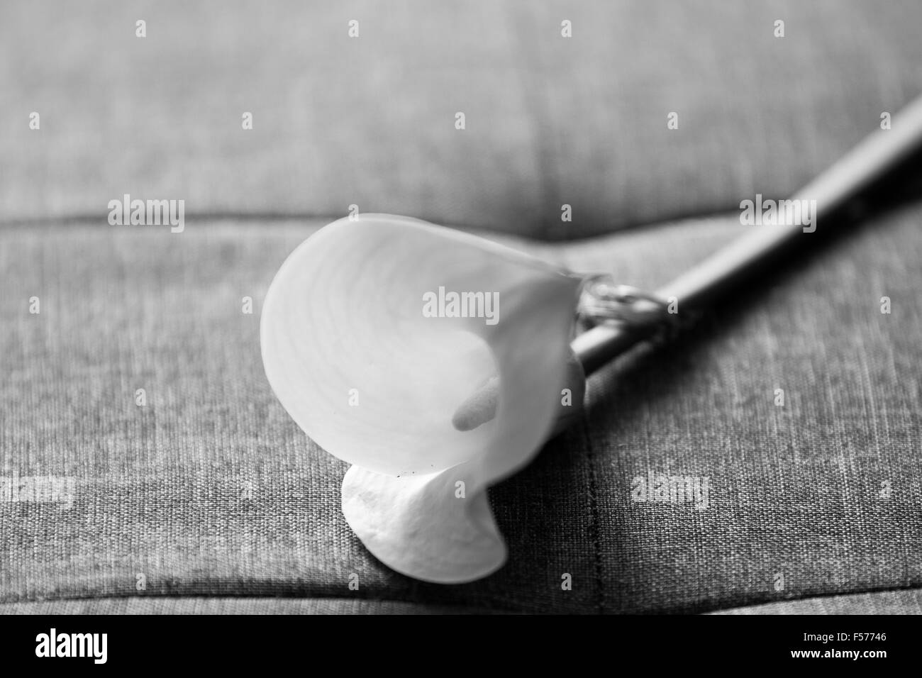 Black And White Calla Lilie mit Ehering auf hölzernen Hintergrund auf sofa Stockfoto