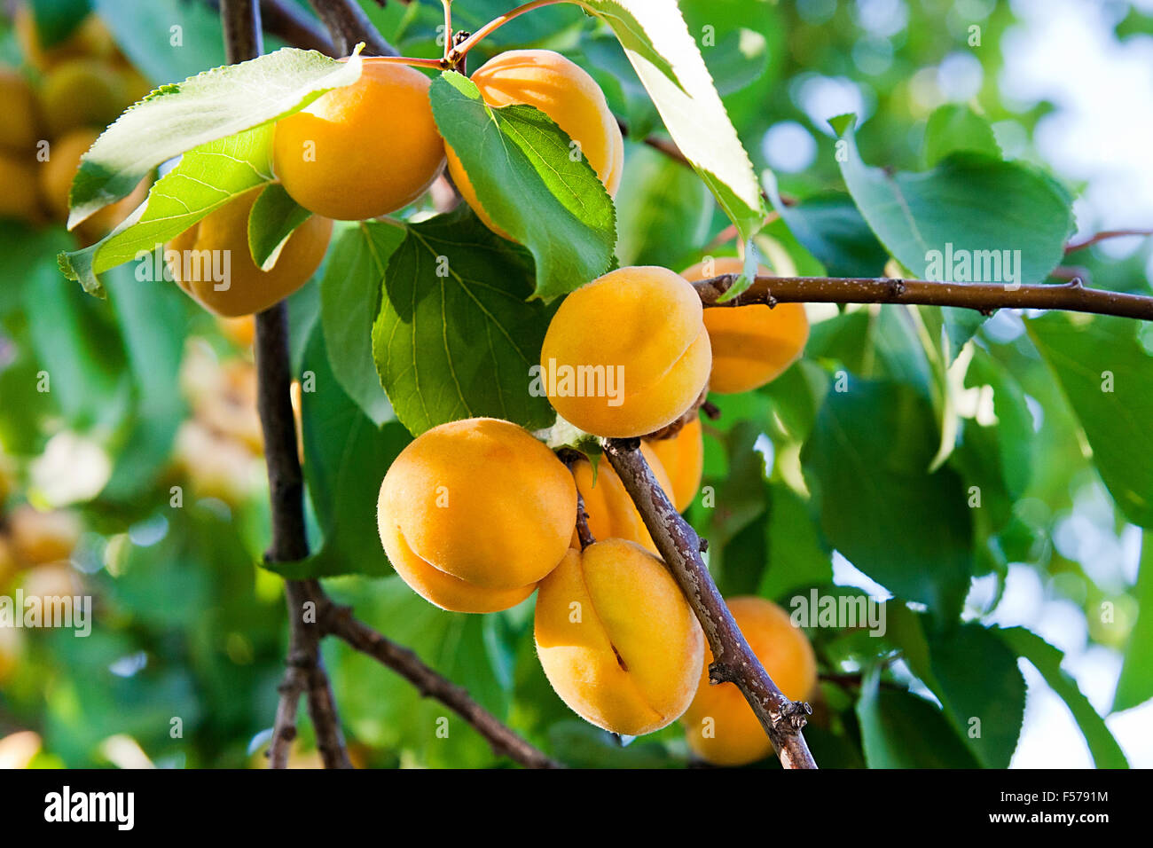 Eine Aprikose Baum mit reifen Früchten Stockfoto